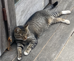 Lost Male Cat last seen Wilde and Goettingen, San Francisco, CA 94134