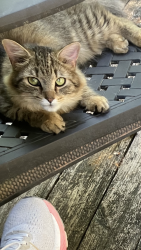 Lost Female Cat last seen Belews creek road, Walkertown, NC 27051