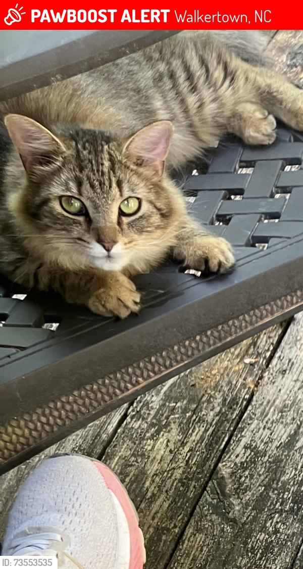 Lost Female Cat last seen Belews creek road, Walkertown, NC 27051