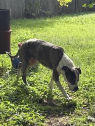 Reunited Female Dog last seen Wardville & jones, Cleburne, TX 76033