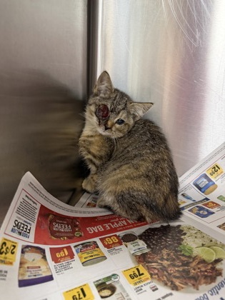 Shelter Stray Male Cat last seen Near West Queen St 29670, Anderson City, SC, 1320 US-29, Anderson, SC 29626, USA