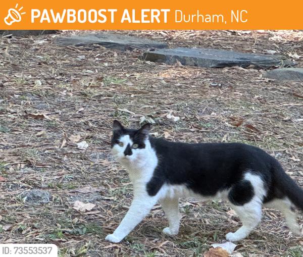 Found/Stray Unknown Cat last seen Ward and Chester Springs Road, Durham, NC 27722