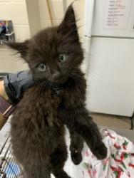 Shelter Stray Male Cat last seen Brookdale Drive and Cross Country Road, North Charleston, SC, 2455 Remount Rd, North Charleston, SC 29406, USA
