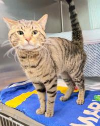Shelter Stray Male Cat last seen Near reistertown Rd, 21215, MD, 2490 Giles Rd, Baltimore, MD 21225, USA