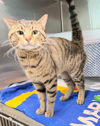 Shelter Stray Male Cat last seen Near reistertown Rd, 21215, MD, 2490 Giles Rd, Baltimore, MD 21225, USA