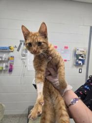 Shelter Stray Male Cat last seen Near Fernhill ave, 21215, MD, 2490 Giles Rd, Baltimore, MD 21225, USA