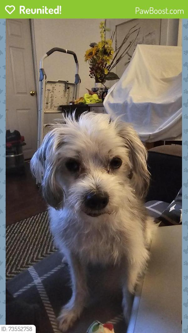 Reunited Female Dog last seen Matson Drive, Sacramento, CA 95822