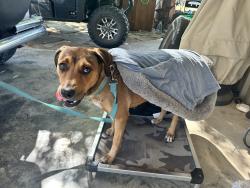 Found/Stray Female Dog last seen Near, Terrell, TX 75160