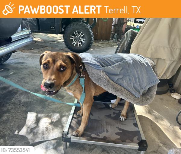 Found/Stray Female Dog last seen Near, Terrell, TX 75160