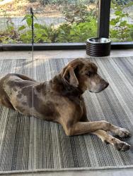 Found/Stray Male Dog last seen W. 85th Street, Tulsa, OK 74132