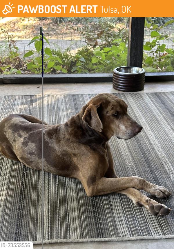Found/Stray Male Dog last seen W. 85th Street, Tulsa, OK 74132