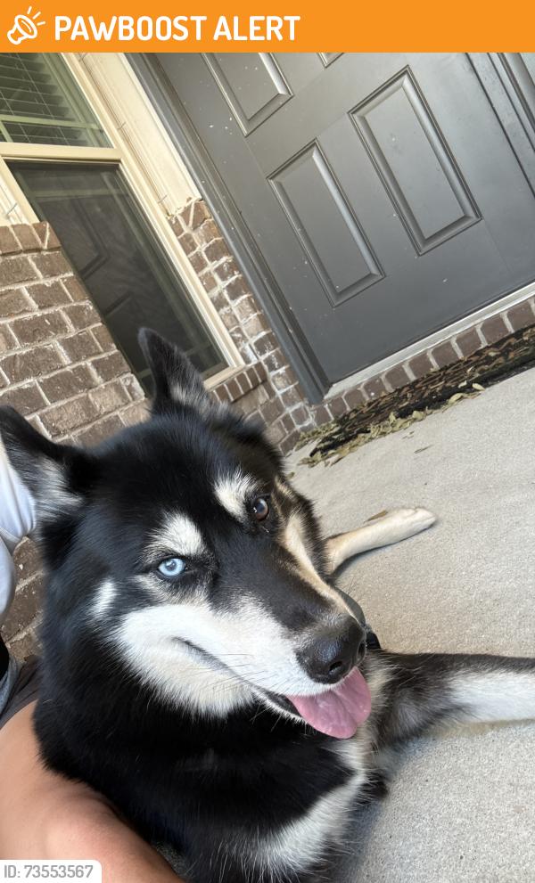 Found/Stray Male Dog last seen White Birch, Santa Rosa County, FL 32571
