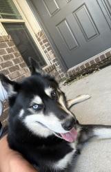 Found/Stray Male Dog last seen White Birch, Santa Rosa County, FL 32571