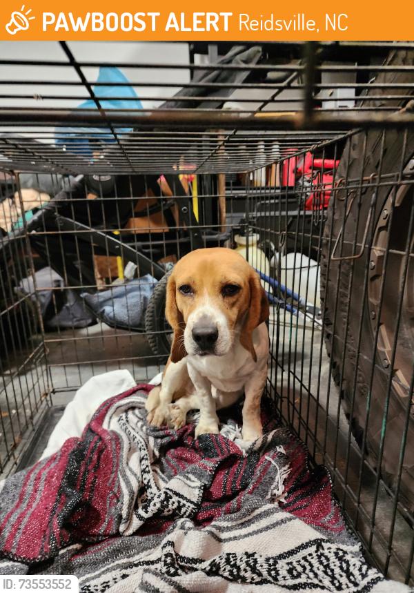 Found/Stray Male Dog last seen Narrow Gauge Road, Reidsville, NC 27320