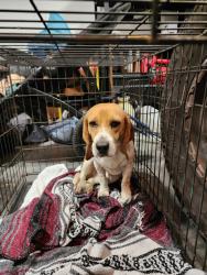Found/Stray Male Dog last seen Narrow Gauge Road, Reidsville, NC 27320