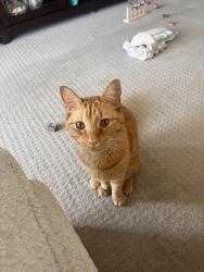 Reunited Male Cat last seen Amity Rd, Boise, ID 83716