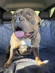 Reunited Male Dog last seen E Brookland Park Blvd and Letcher, Richmond, VA 23222