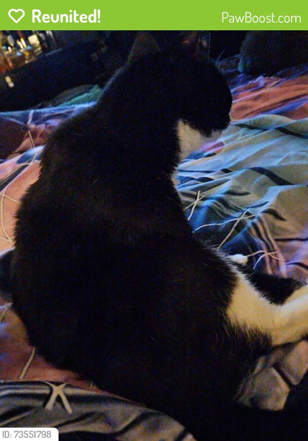 Reunited Female Cat last seen Waynel ct SE, Fort Walton Beach, FL 32548