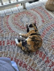 Found/Stray Unknown Cat last seen Close to police station, New Bern, NC 28560