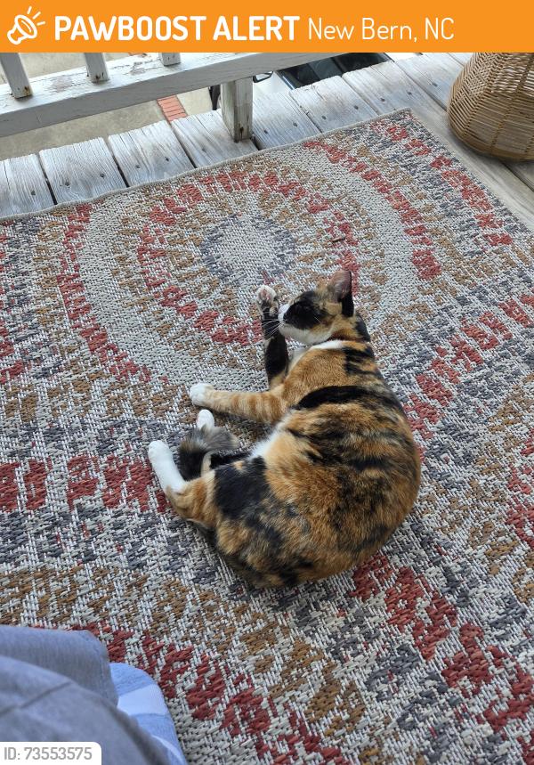 Found/Stray Unknown Cat last seen Close to police station, New Bern, NC 28560