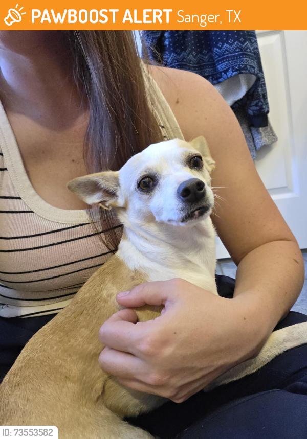 Found/Stray Female Dog last seen Bernard Rd & Davidson Rd, Sanger, TX 76266