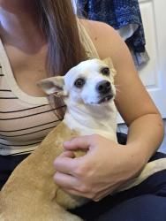 Found/Stray Female Dog last seen Bernard Rd & Davidson Rd, Sanger, TX 76266
