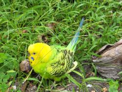 Found/Stray Unknown Bird last seen Franjo park, Cutler Bay, FL 33157
