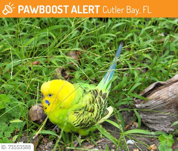 Found/Stray Unknown Bird last seen Franjo park, Cutler Bay, FL 33157