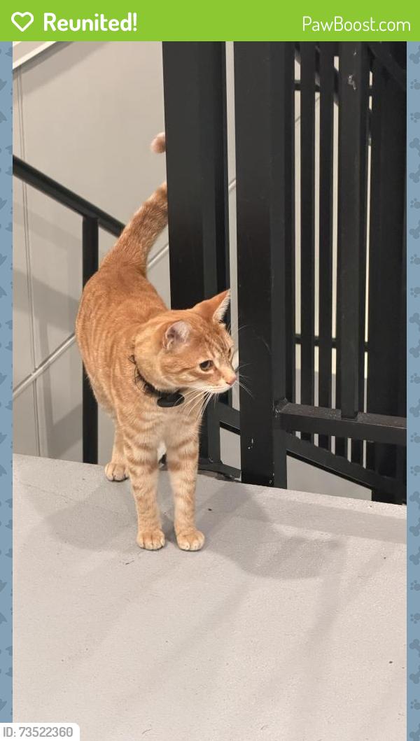 Reunited Unknown Cat last seen Gage apmts, Tacoma, WA 98465