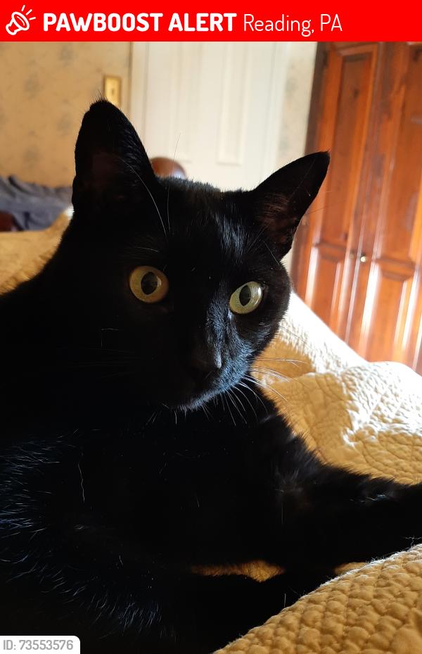 Lost Female Cat last seen Rainbow and Stoudtsferry Bridge Road, Reading, PA 19605