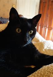 Lost Female Cat last seen Rainbow and Stoudtsferry Bridge Road, Reading, PA 19605