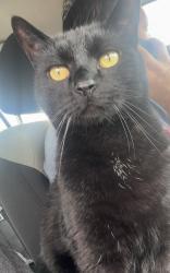 Reunited Male Cat last seen Near s Blackfoot at olathe ks, Olathe, KS 66062