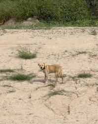 Found/Stray Unknown Dog last seen Canal near Best Buy, McAllen, TX 78504