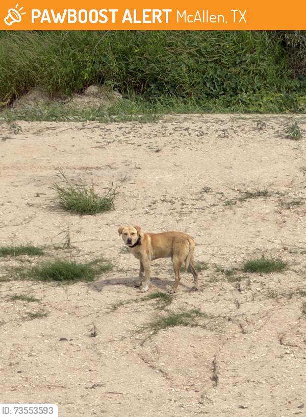 Found/Stray Unknown Dog last seen Canal near Best Buy, McAllen, TX 78504