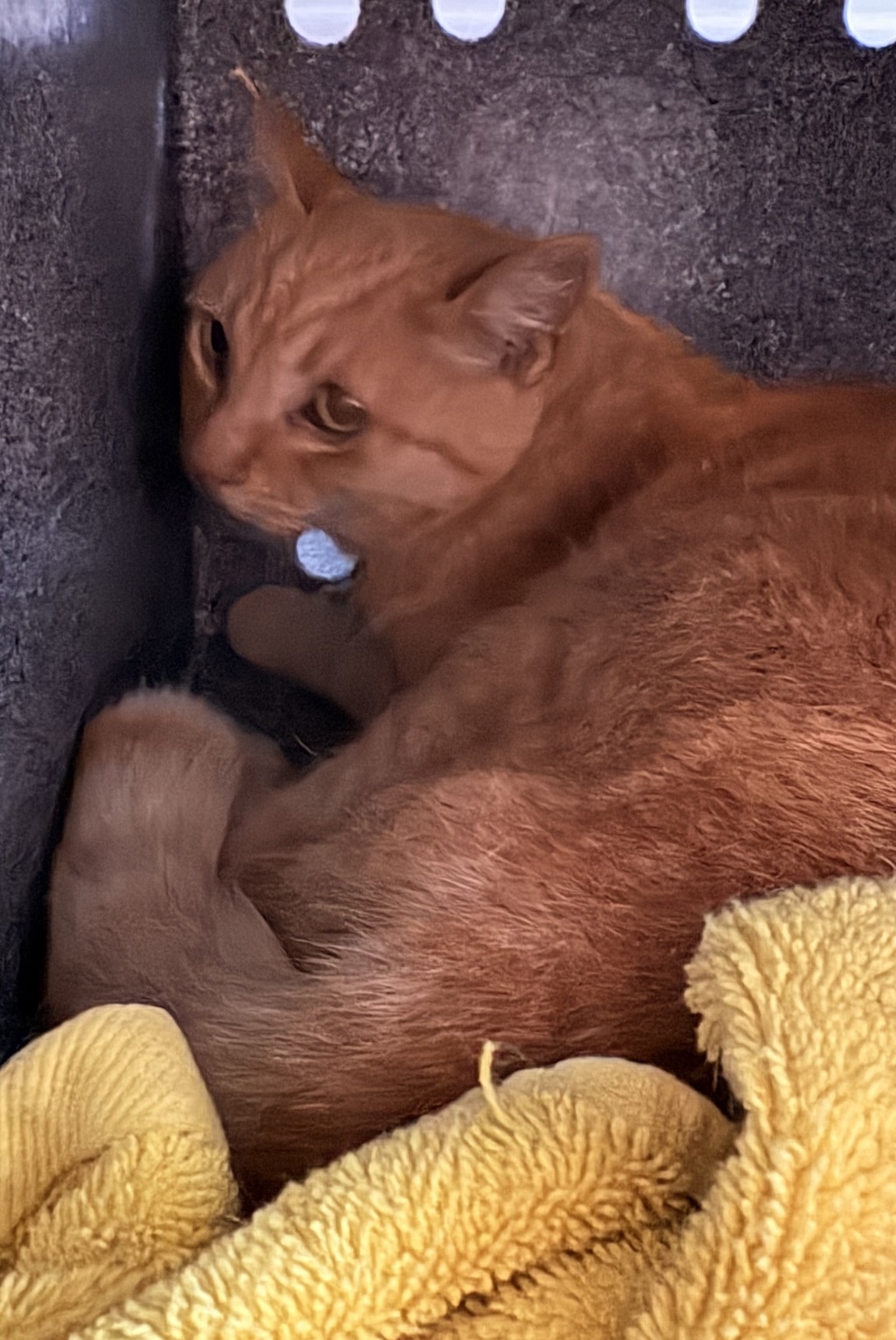 Shelter Stray Female Cat last seen Near David Street, San Diego, CA, 92111, 5500 Gaines St, San Diego, CA 92110, USA