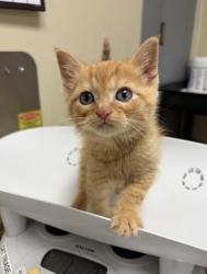 Shelter Stray Male Cat last seen Near block of NW bypass, GREAT FALLS, MT, 59404, 1010 25th Ave NE, Great Falls, MT 59404, USA