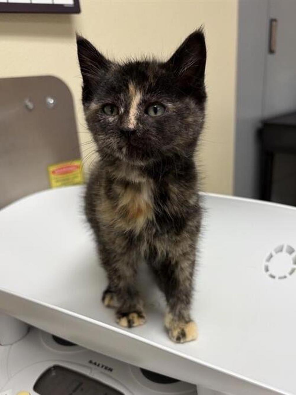 Shelter Stray Female Cat last seen Near block of NW bypass, GREAT FALLS, MT, 59404, 1010 25th Ave NE, Great Falls, MT 59404, USA