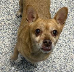 Shelter Stray Unknown Dog last seen W. 14th Ave / Sheridan Blvd, Lakewood, CO, 80214, 580 McIntyre St, Golden, CO 80401, USA