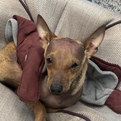Shelter Stray Male Dog last seen W. 14th Ave / Sheridan Blvd, Lakewood, CO, 80214, 580 McIntyre St, Golden, CO 80401, USA