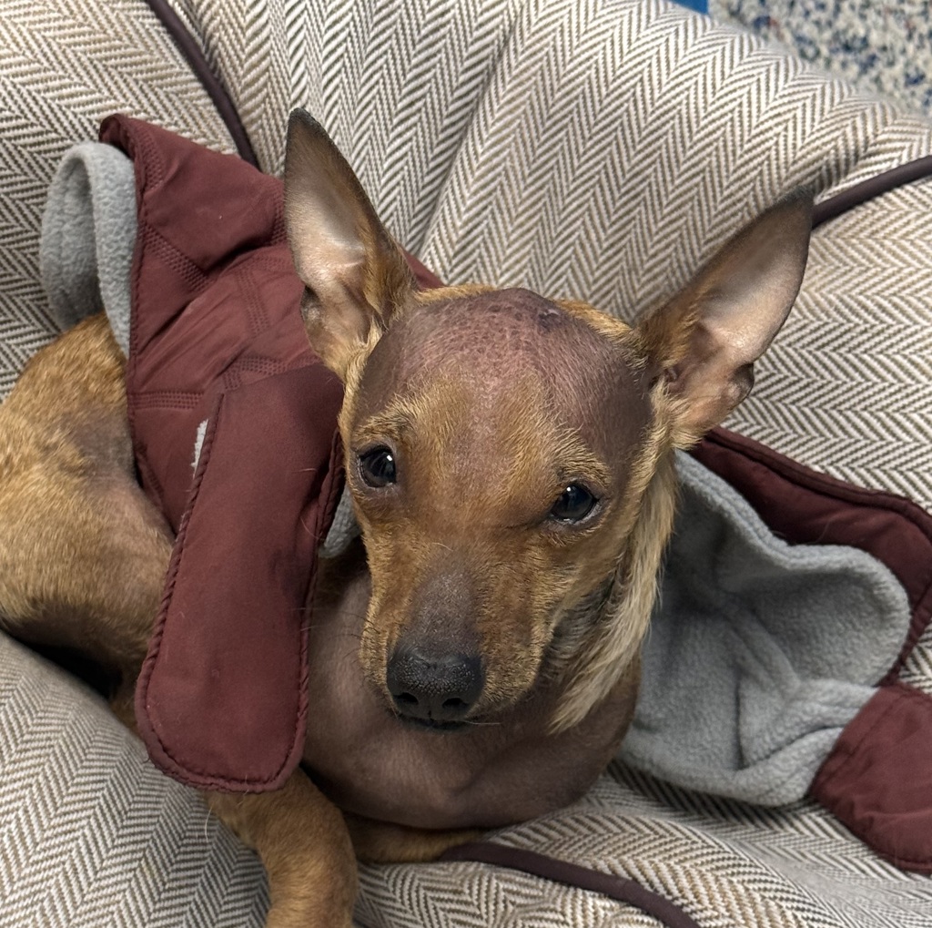 Shelter Stray Male Dog last seen W. 14th Ave / Sheridan Blvd, Lakewood, CO, 80214, 580 McIntyre St, Golden, CO 80401, USA