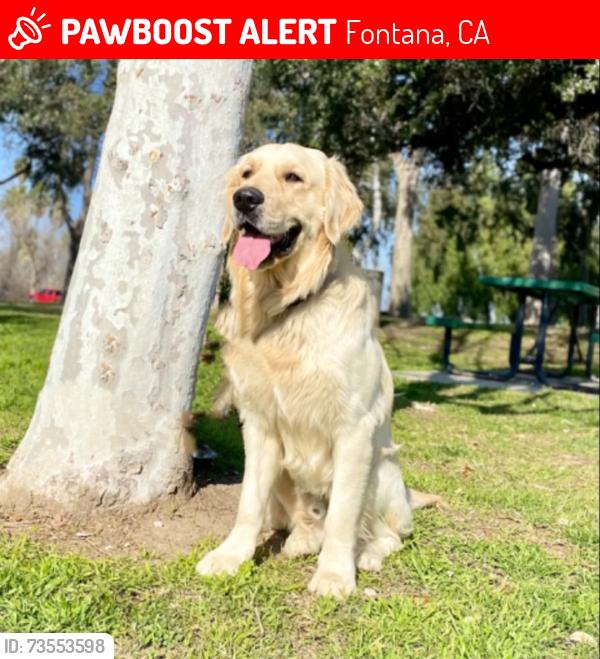 Lost Male Dog last seen A.B. Miller High School, Fontana, CA 92335