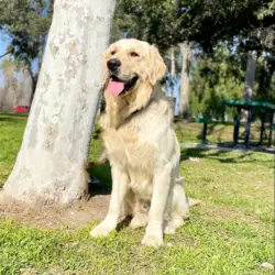 Lost Male Dog last seen A.B. Miller High School, Fontana, CA 92335