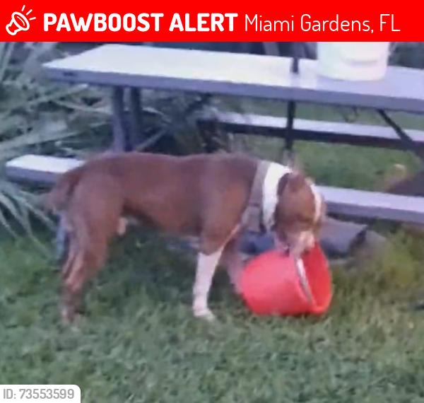 Lost Male Dog last seen Near, Miami Gardens, FL 33056