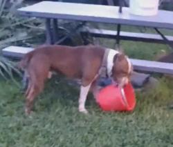 Lost Male Dog last seen Near, Miami Gardens, FL 33056