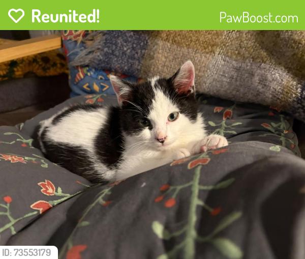 Reunited Male Cat last seen Knockbreda Gardens, Knockbreda Gardens,  