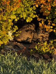 Found/Stray Unknown Cat last seen Highways 7 by Garden Center of Canadian Tire, Vaughan, ON 