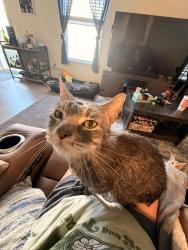 Reunited Male Cat last seen Bear smithville lake, Smithville, MO 64089