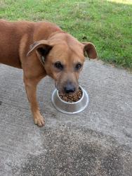 Found/Stray Male Dog last seen Beach Rd, Azle, TX 76020