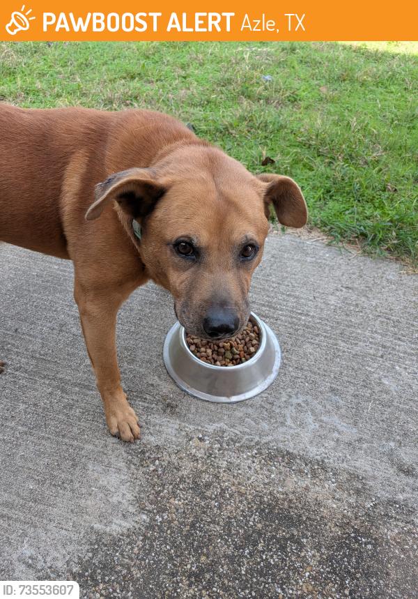 Found/Stray Male Dog last seen Beach Rd, Azle, TX 76020