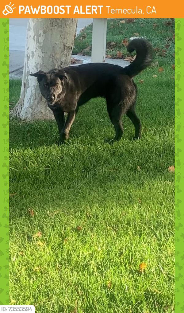 Found/Stray Male Dog last seen Near via arnedo Temecula, CA 92592, Temecula, CA 92592